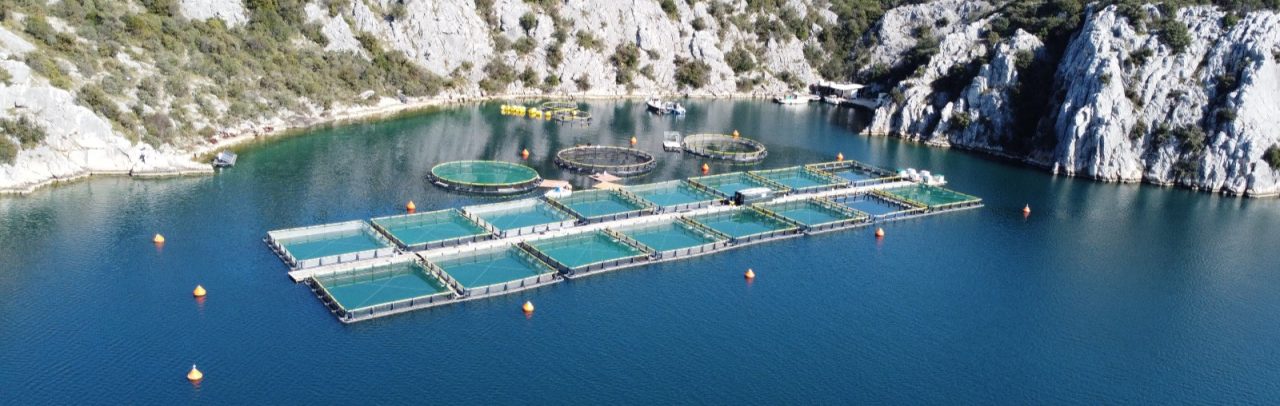 Cleaner Seas and Innovative Aquaculture: AquaBioNets in the Context of Croatia’s NADP 2021 – 2027