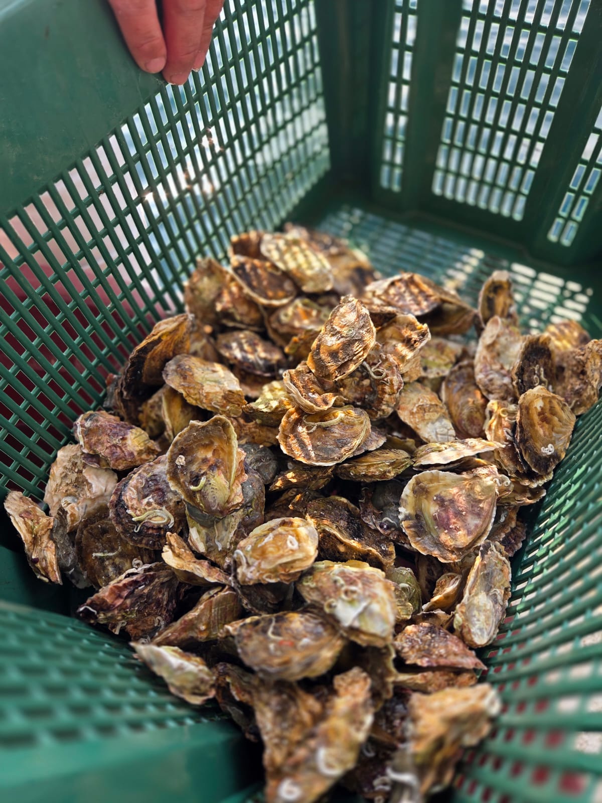 Poziv na sudjelovanje u anketi – AquaBioNets projekt